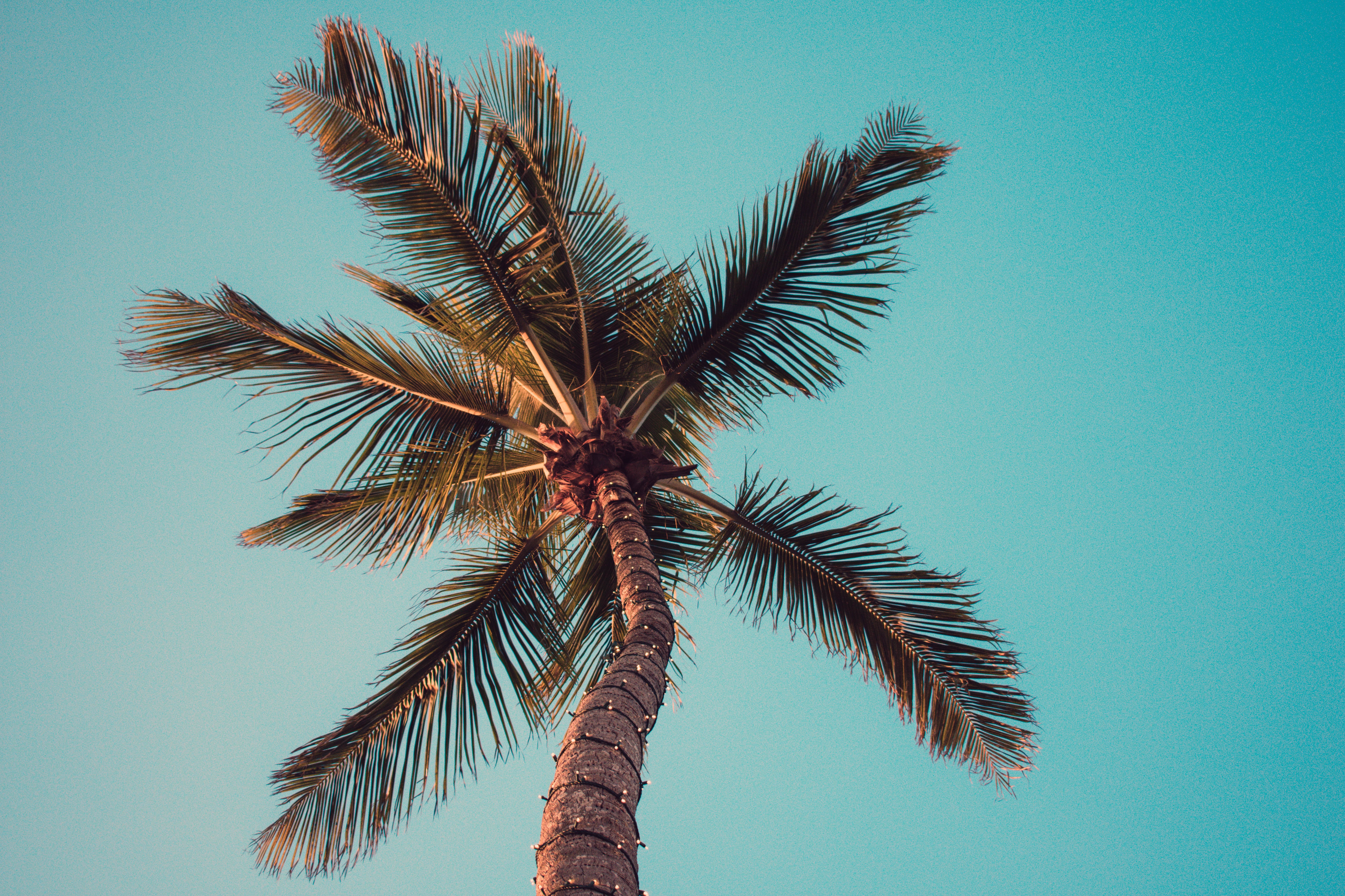 blue sky clear palm tree